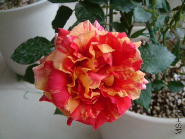 DSC03169.JPG