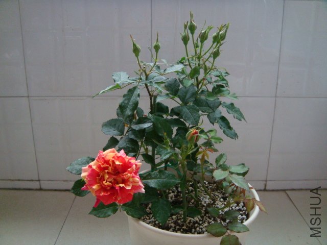 DSC03170.JPG