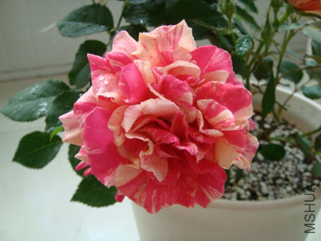 DSC03302.JPG