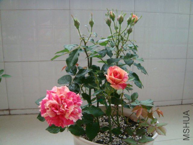 DSC03305.JPG