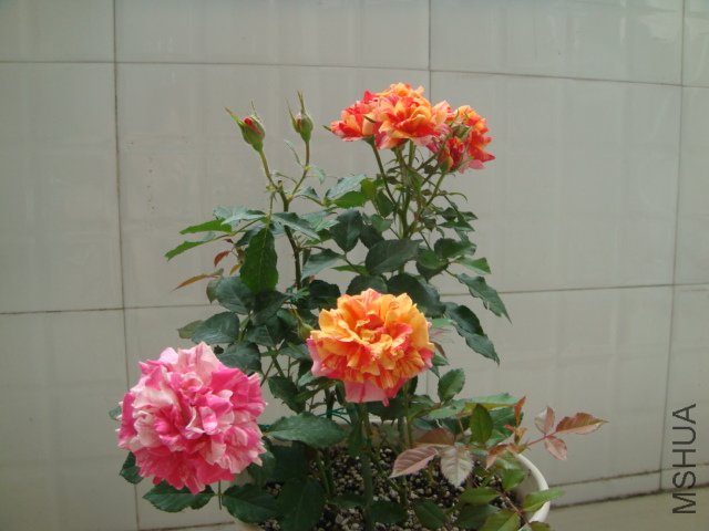 DSC03547.JPG