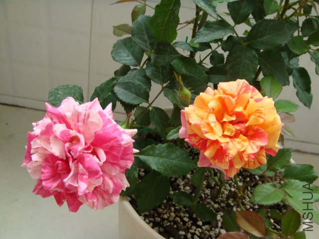 DSC03548.JPG