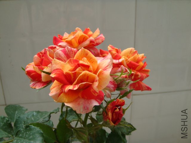 DSC03550.JPG