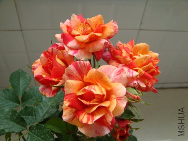 DSC03549.JPG