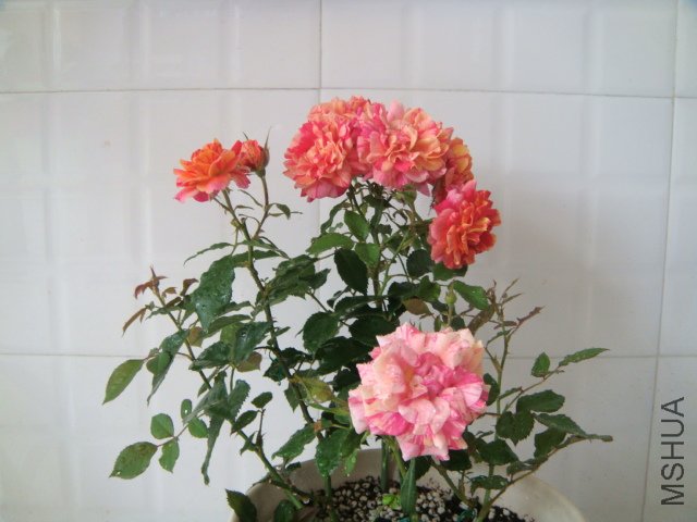DSC03886.JPG