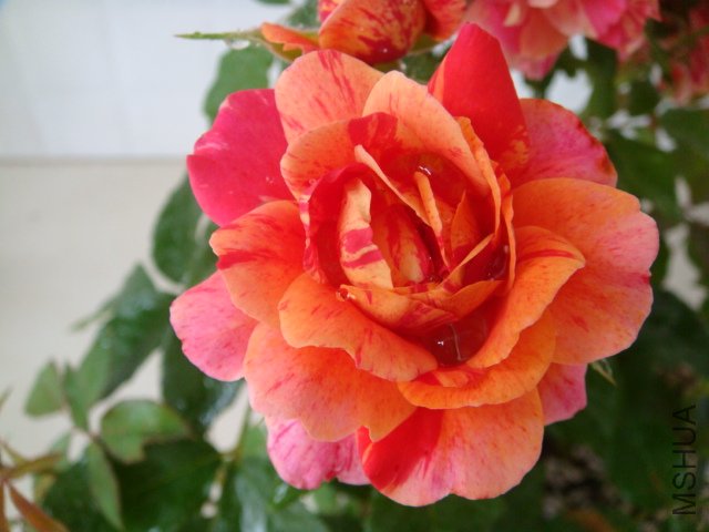DSC03887.JPG