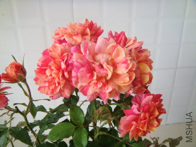 DSC03888.JPG