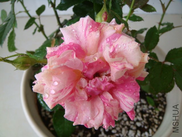 DSC03889.JPG