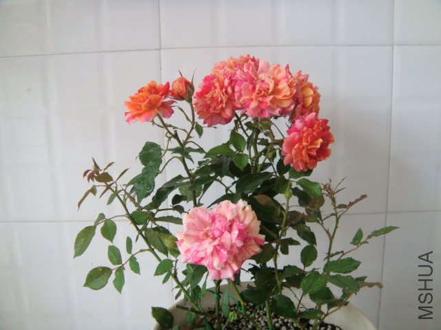 DSC03890.JPG