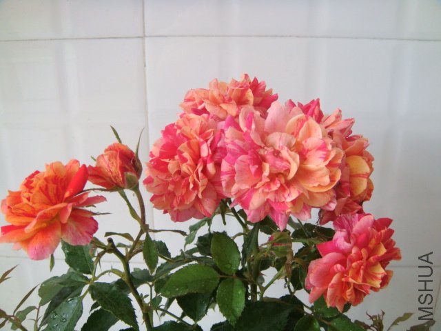 DSC03891.JPG