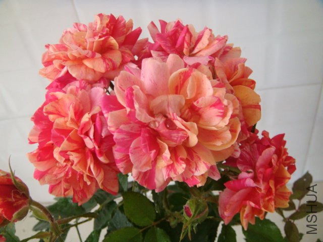 DSC03893.JPG