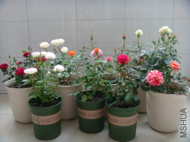 DSC03295.JPG