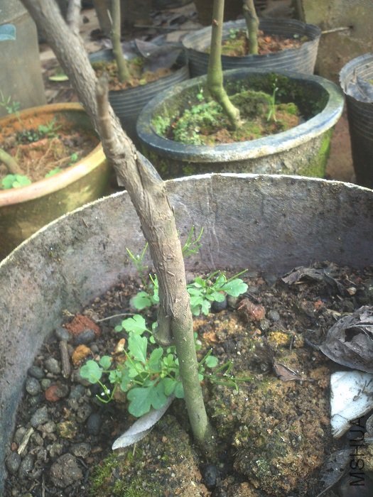 ������Ŀ��ӵ�