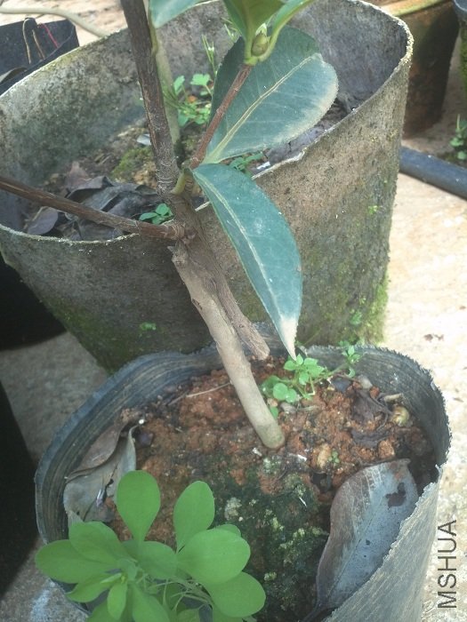 ͯ����Ŀ��ӵ�