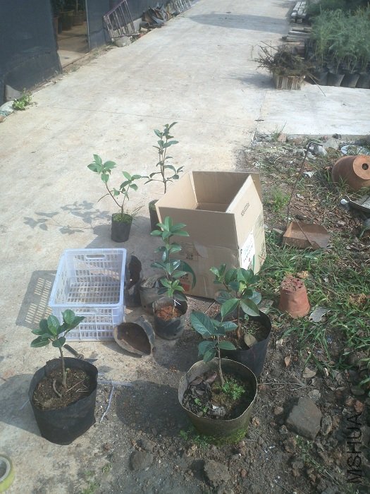 ѡ�õ�6���Ʋ�