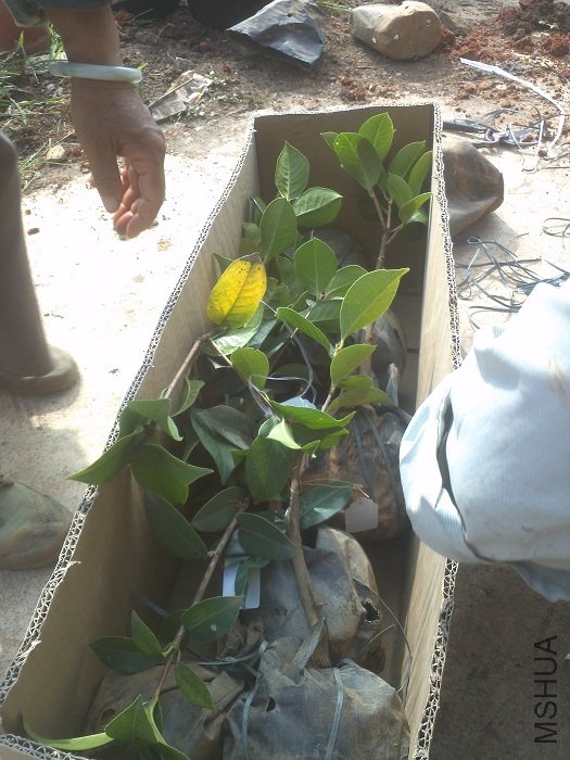 �Ʋ����ư���