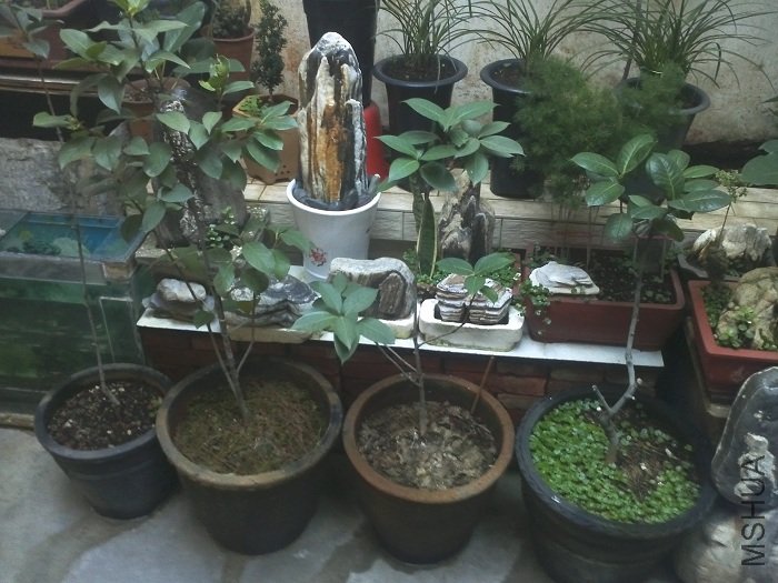 �Ƶ�ĺ����