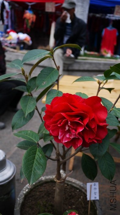 ��ɰ���ۣ��е㲻��