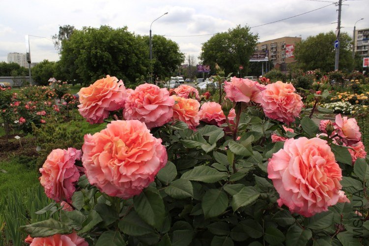 0_8f821_b1800335_-1-XXL.jpg