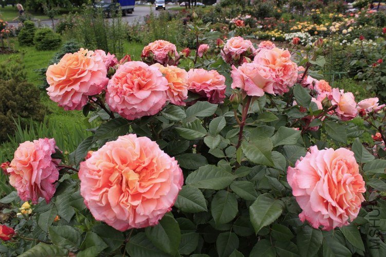 0_8f822_c4387623_-1-XXL.jpg