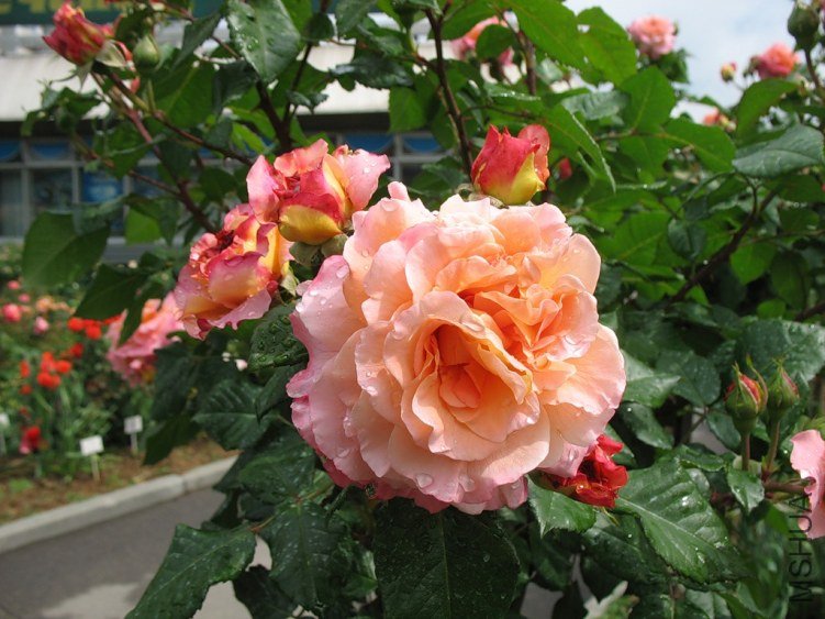 0_64abb_1740e240_XXL.jpg