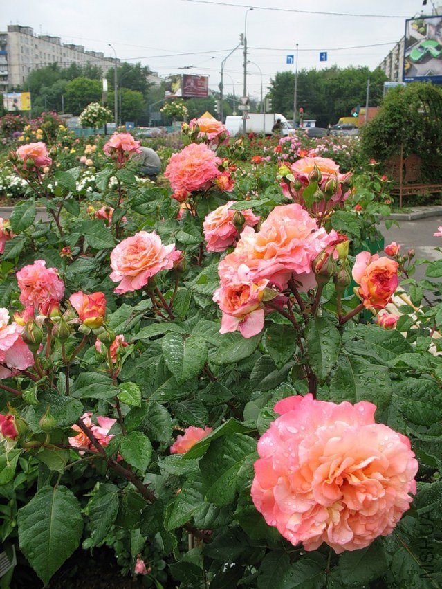 0_64abf_618e8b76_XXL.jpg