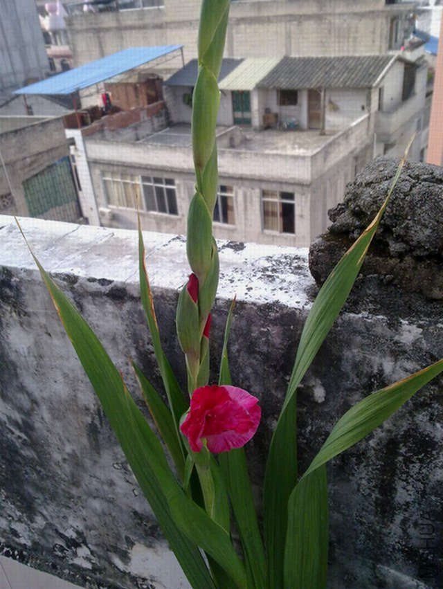 һ֦�Ϳ���һ��