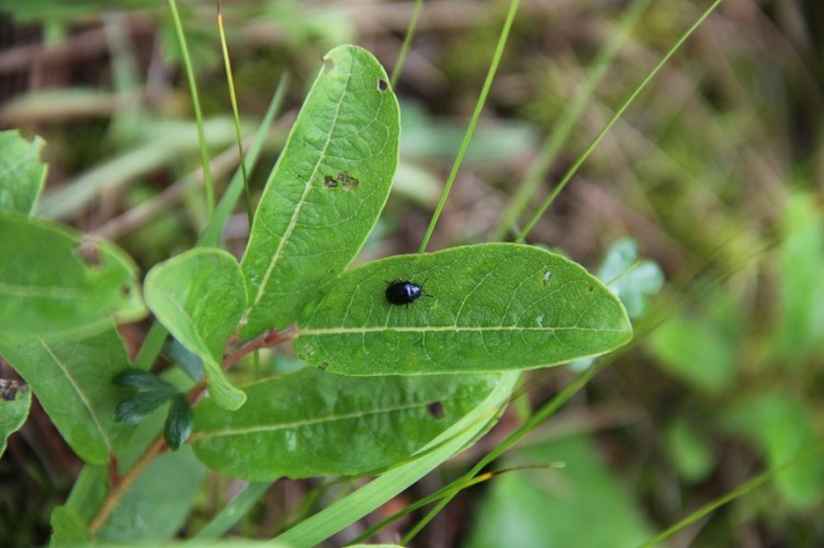 С�׳桤����