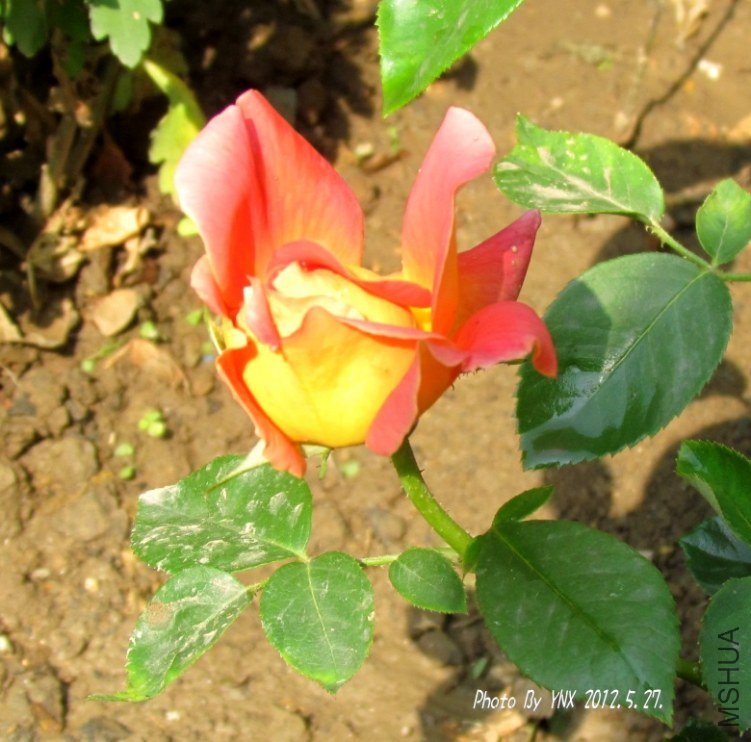 2012.5.27. 018_�𱳴��.jpg