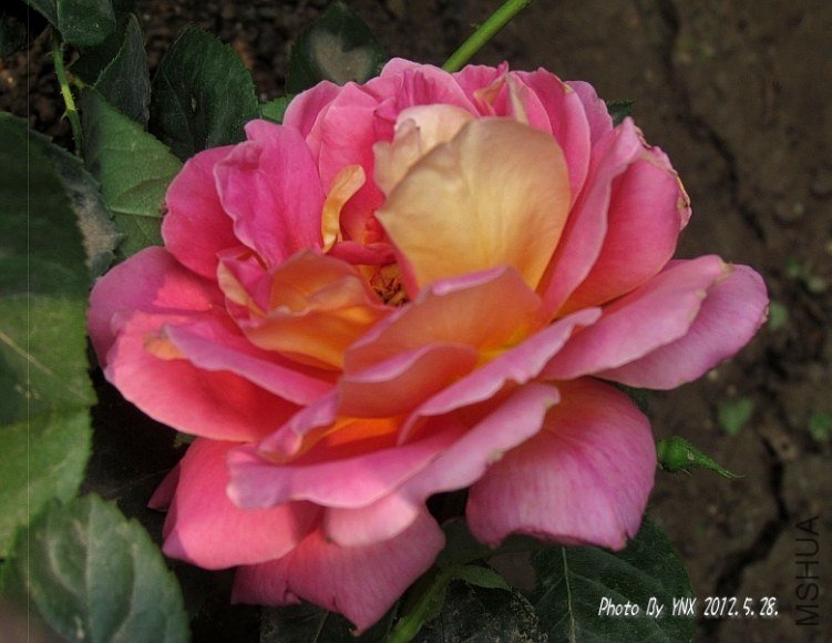 2012.5.28. 009_�𱳴��_conew1.jpg