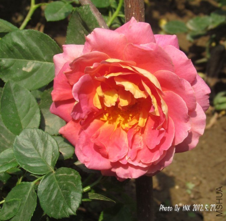 2012.5.27. 020_�𱳴��.jpg