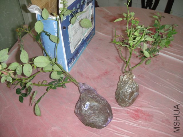 DSC02293.JPG
