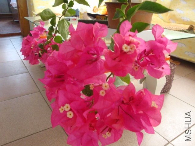 DSC04180.JPG