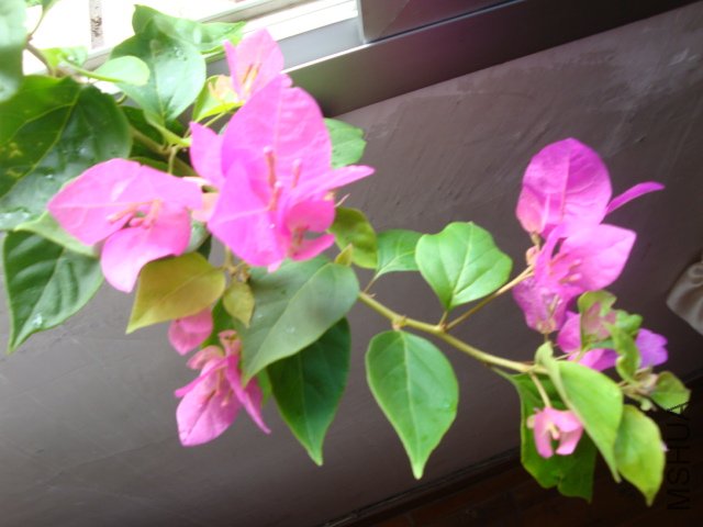 DSC04182.JPG