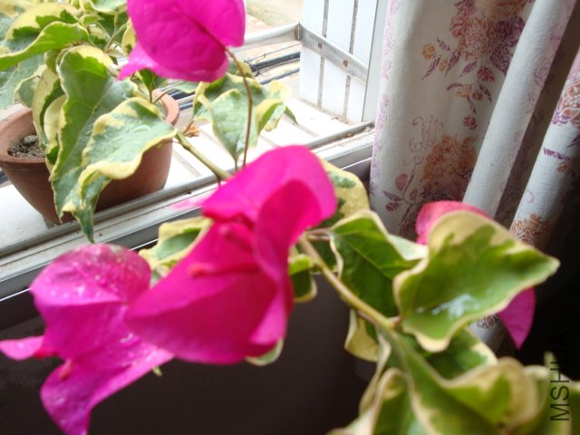 DSC04183.JPG