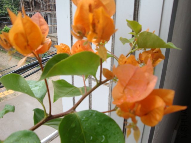 DSC04185.JPG
