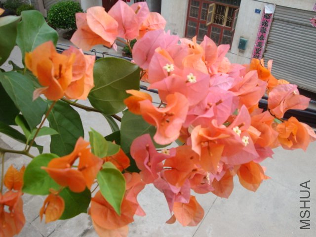 DSC04250.JPG