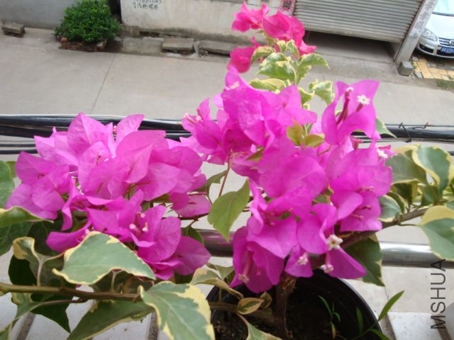 DSC04251.JPG