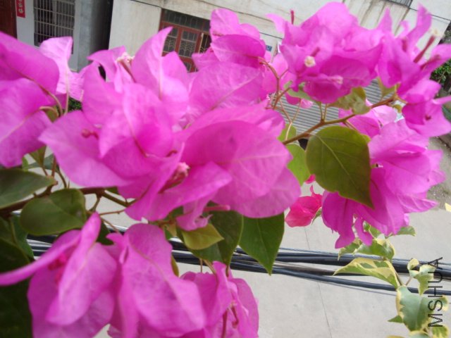 DSC04252.JPG