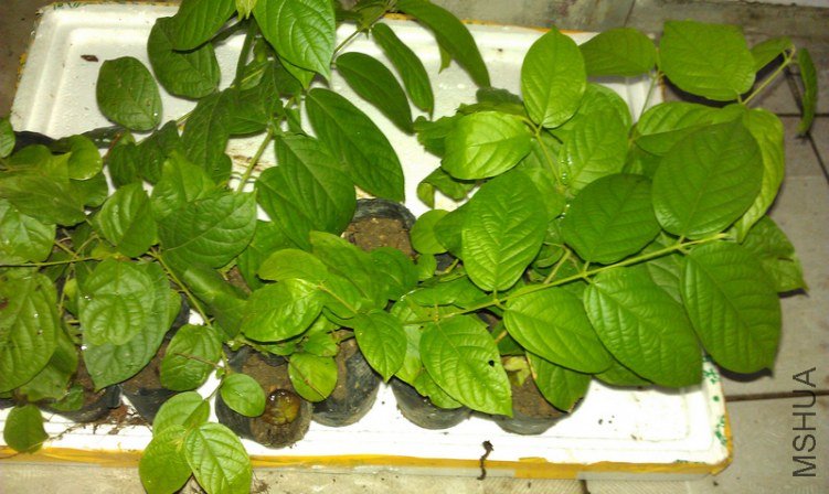 nEO_IMG_IMG_20120822_195608.jpg