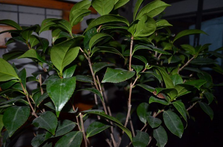 DSC_0031_������С.JPG