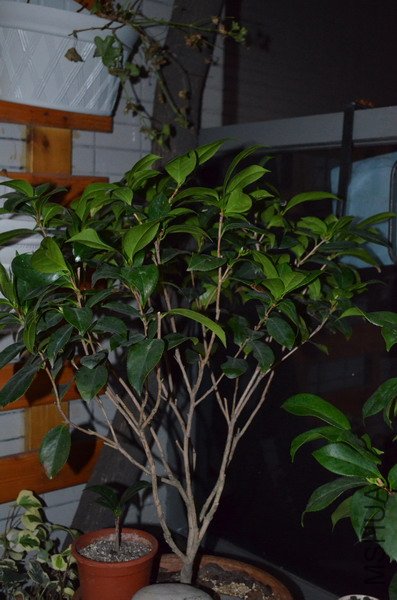 DSC_0033_������С.jpg