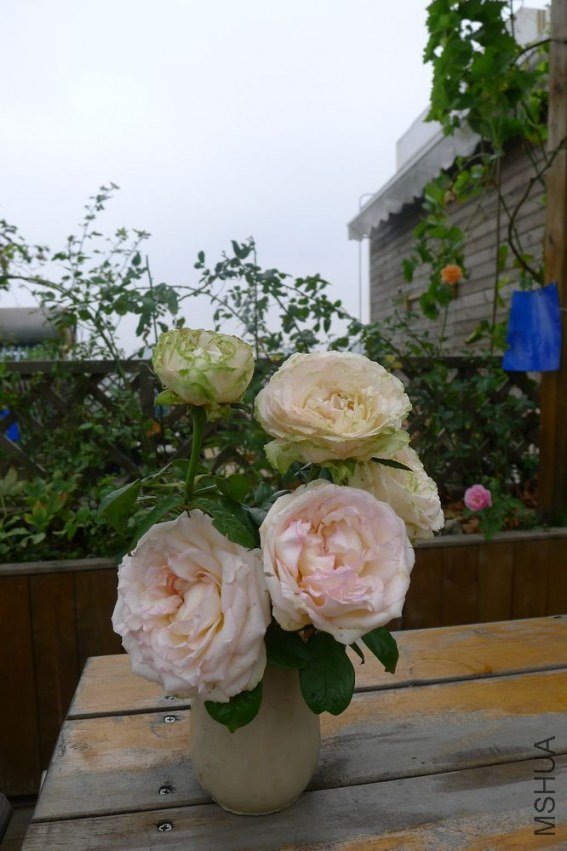 P1060586.JPG