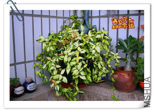 ��Ƭ 049_����.jpg