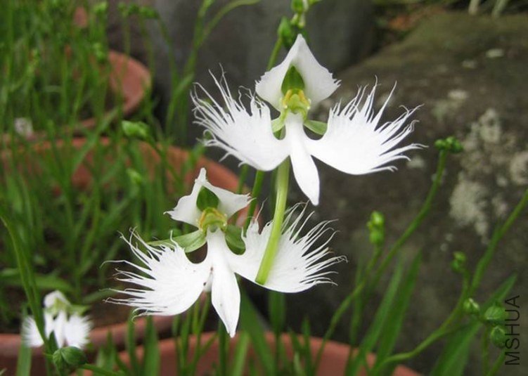 New Flower.jpg