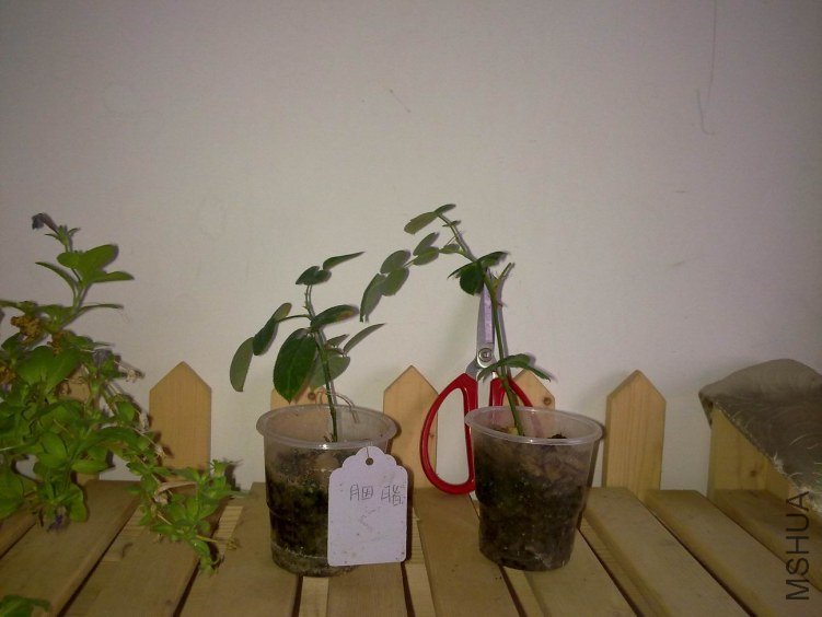 20120824220.jpg