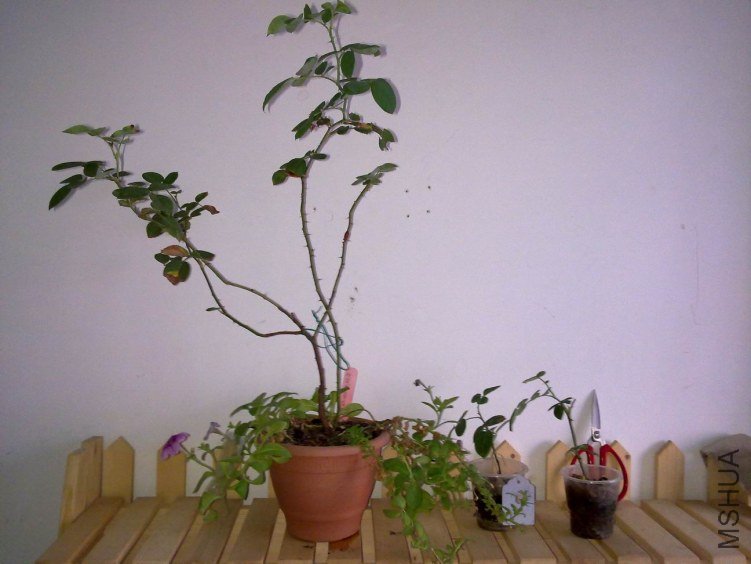 20120824219.jpg