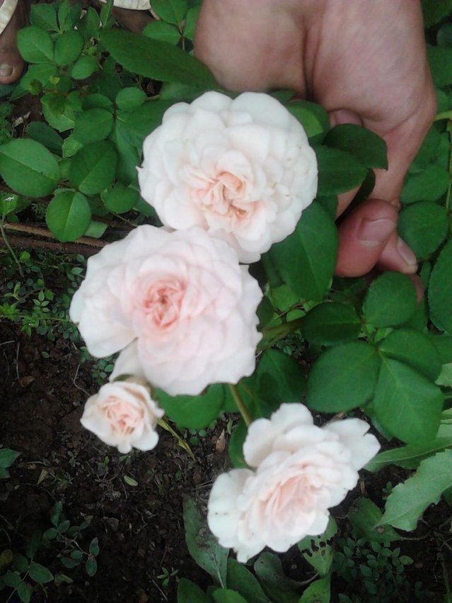 IMG_20120726_143122.JPG