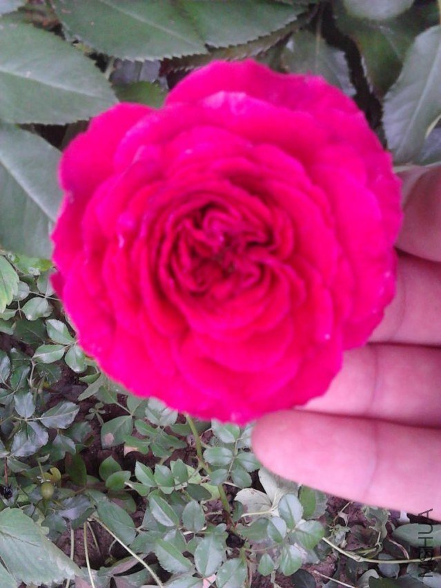 IMG_20120729_153932.JPG