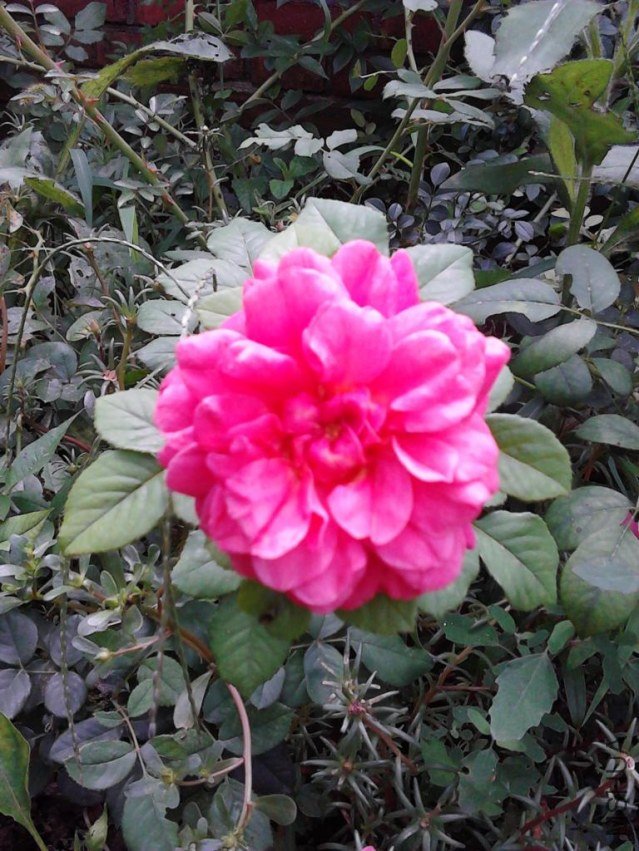 IMG_20120802_120822.JPG